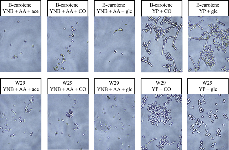 Analysis of Yarrowia lipolytica growth, catabolism, and terpenoid biosynthesis during utilization of lipid-derived feedstock