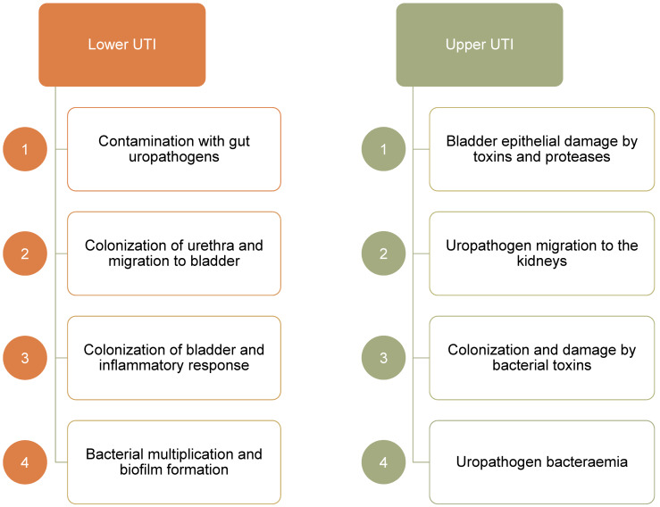 Immunology of urinary tract infections.