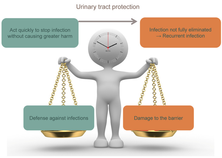 Immunology of urinary tract infections.