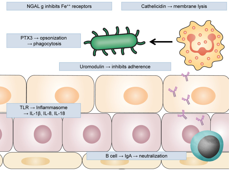 Immunology of urinary tract infections.