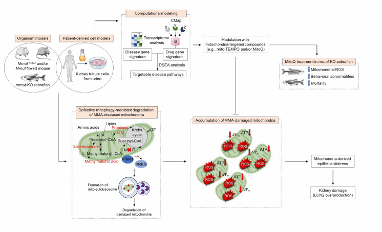 Mitochondria, mitophagy, and metabolic disease: towards assembling the puzzle.