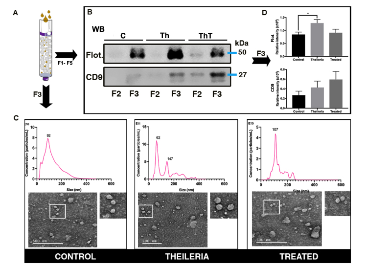 Extracellular vesicles in infectious diseases caused by protozoan parasites in buffaloes.