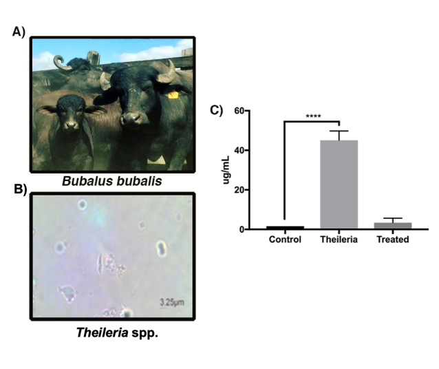 Extracellular vesicles in infectious diseases caused by protozoan parasites in buffaloes.