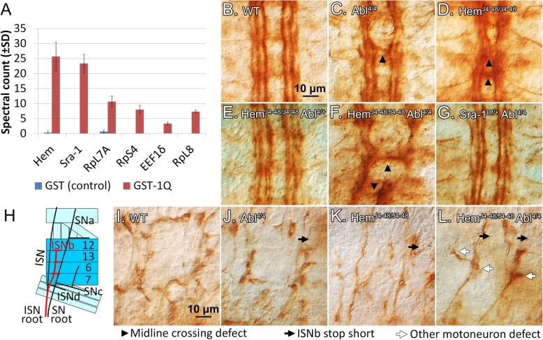 The first quarter of the C-terminal domain of Abelson regulates the WAVE regulatory complex and Enabled in axon guidance.