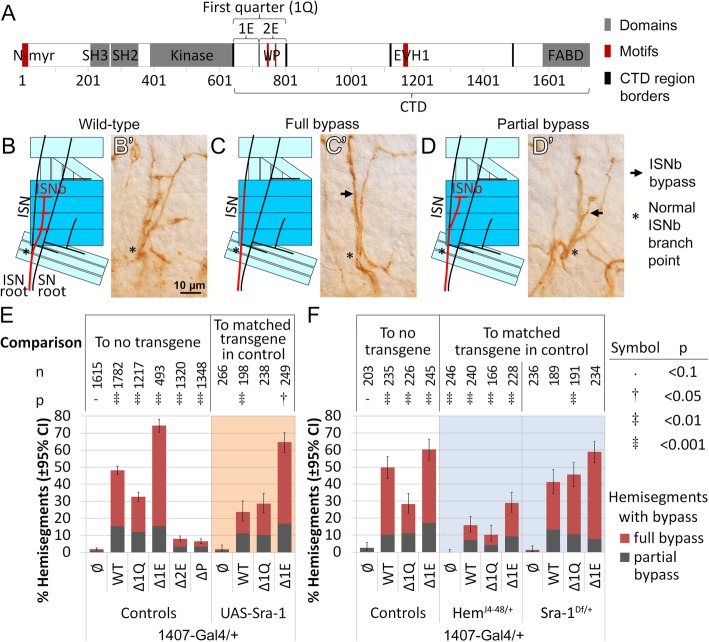 The first quarter of the C-terminal domain of Abelson regulates the WAVE regulatory complex and Enabled in axon guidance.