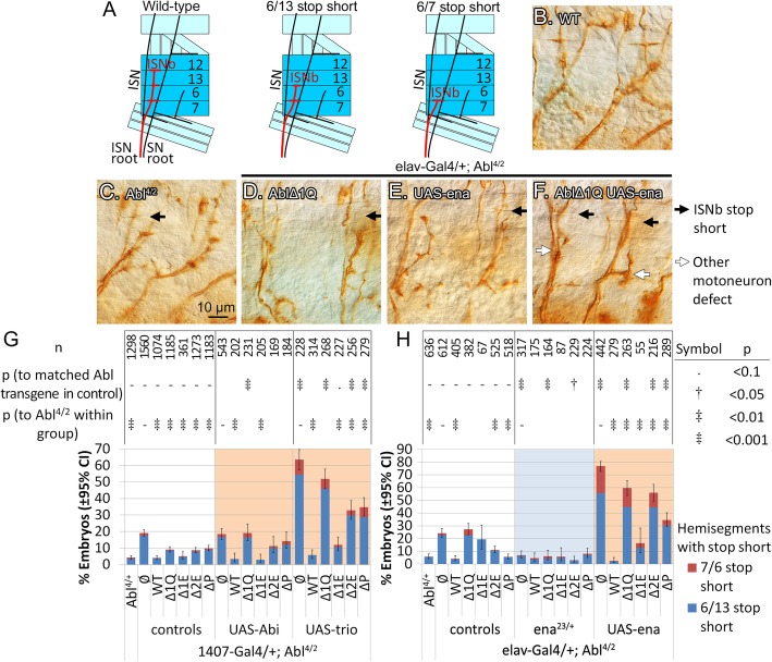The first quarter of the C-terminal domain of Abelson regulates the WAVE regulatory complex and Enabled in axon guidance.