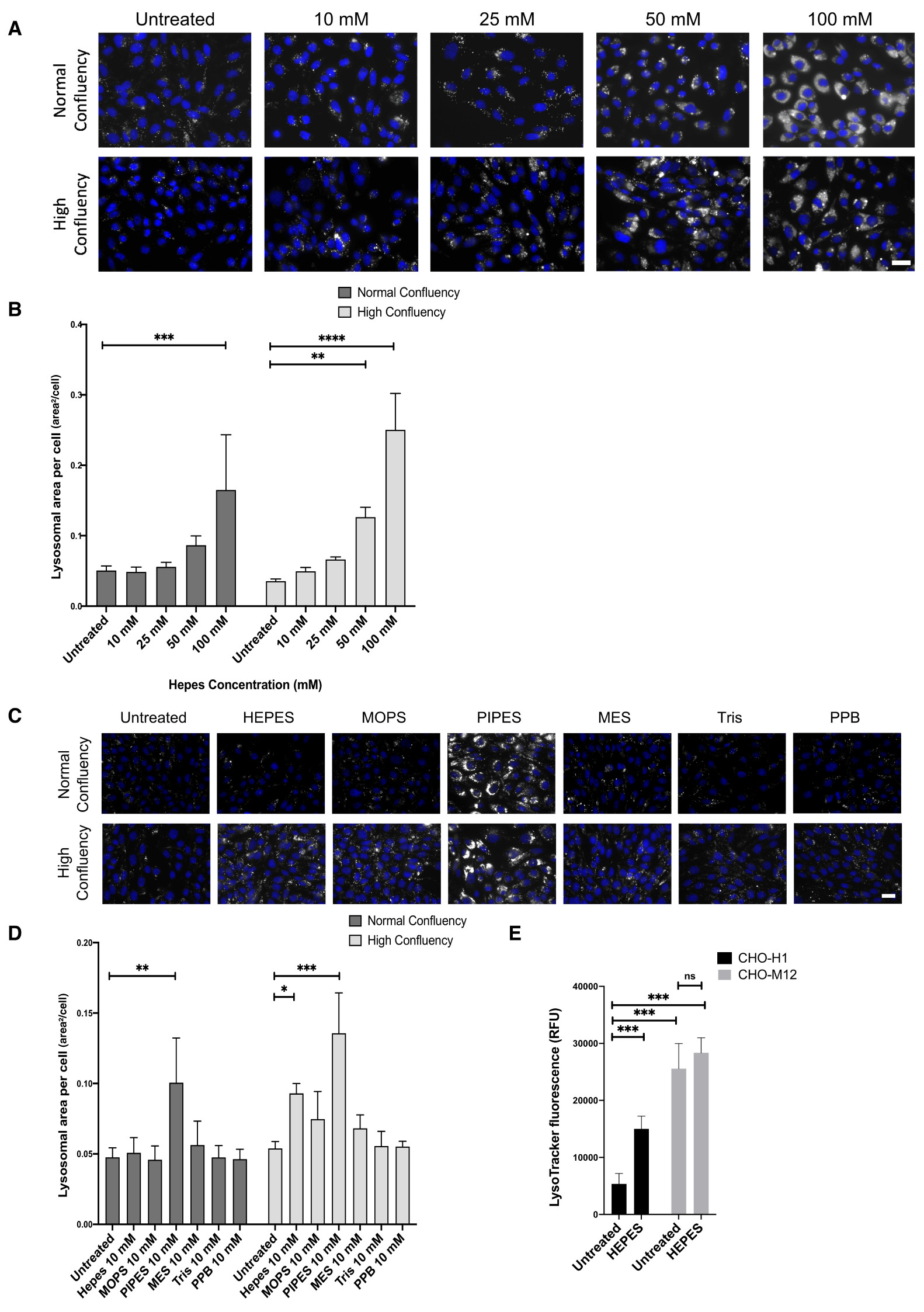 Detrimental effect of zwitterionic buffers on lysosomal homeostasis in cell lines and iPSC-derived neurons.