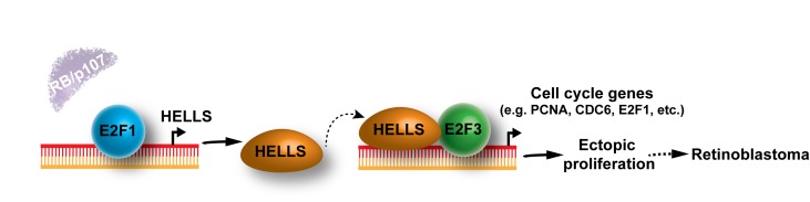 Heavenly HELLS? A potential new therapeutic target for retinoblastoma.