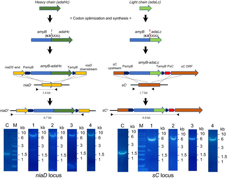 Functional production of human antibody by the filamentous fungus <i>Aspergillus oryzae</i>.