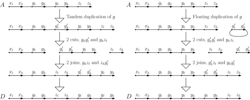 The distance and median problems in the single-cut-or-join model with single-gene duplications.