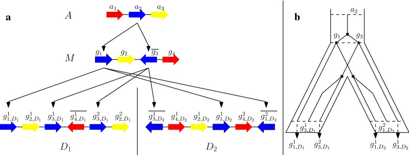 The distance and median problems in the single-cut-or-join model with single-gene duplications.