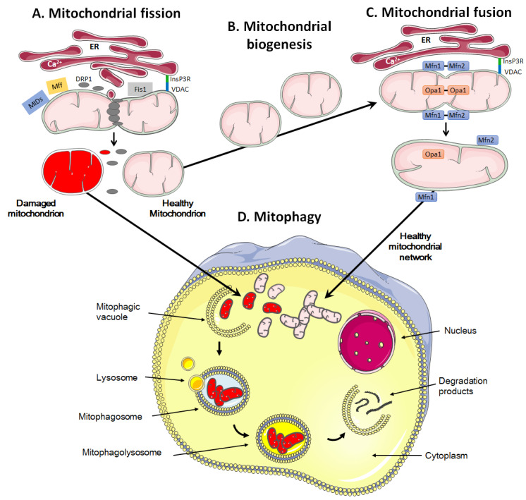 Mitochondria in cancer.