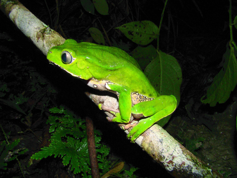 KAMBÔ: an Amazonian enigma.