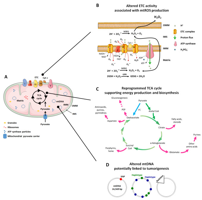 Mitochondria in cancer.