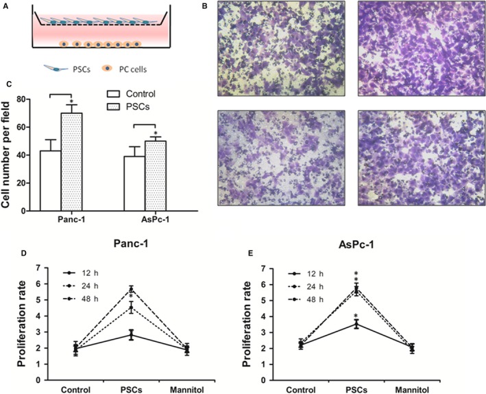 NGF from pancreatic stellate cells induces pancreatic cancer proliferation and invasion by PI3K/AKT/GSK signal pathway.