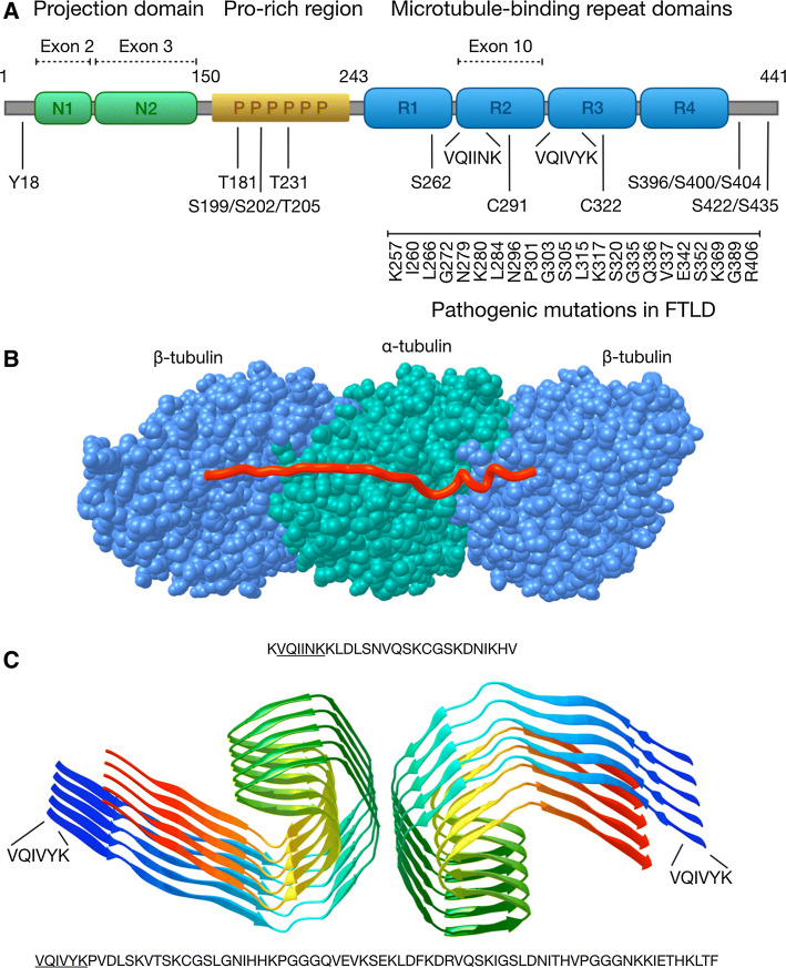 Mechanisms of secretion and spreading of pathological tau protein.