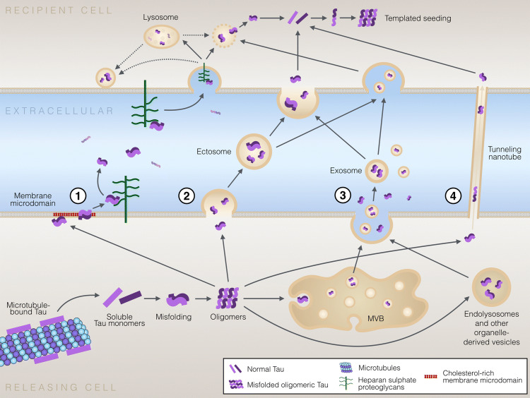 Mechanisms of secretion and spreading of pathological tau protein.