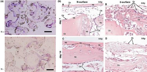 In situ electrical stimulation for enhanced bone growth: A mini-review