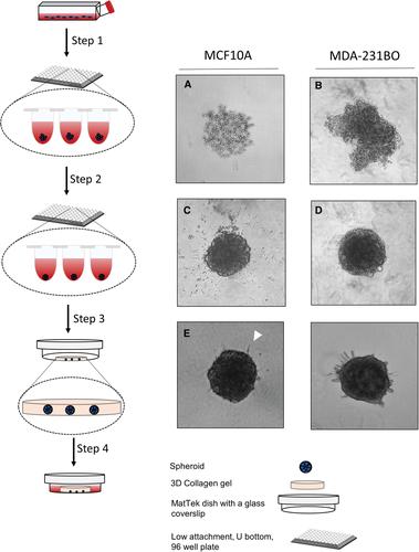 Generation of 3D Tumor Spheroids with Encapsulating Basement Membranes for Invasion Studies