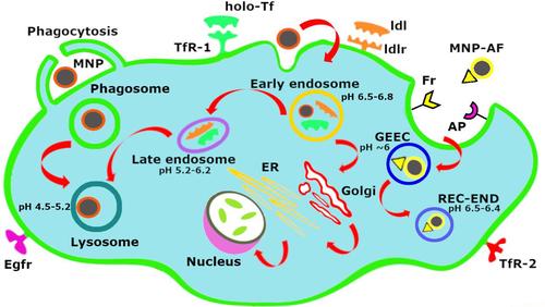 Surface engineering of magnetic nanoparticles for hyperthermia and drug delivery