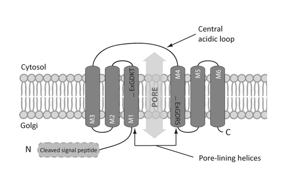 From the Uncharacterized Protein Family 0016 to the GDT1 family: Molecular insights into a newly-characterized family of cation secondary transporters.