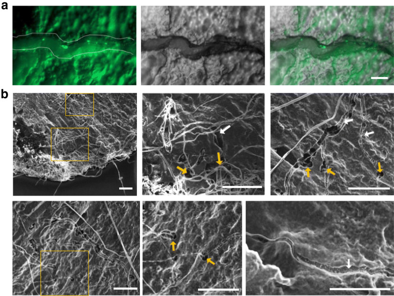 Invasive growth of <i>Aspergillus oryzae</i> in rice <i>koji</i> and increase of nuclear number.