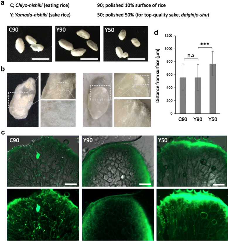 Invasive growth of <i>Aspergillus oryzae</i> in rice <i>koji</i> and increase of nuclear number.