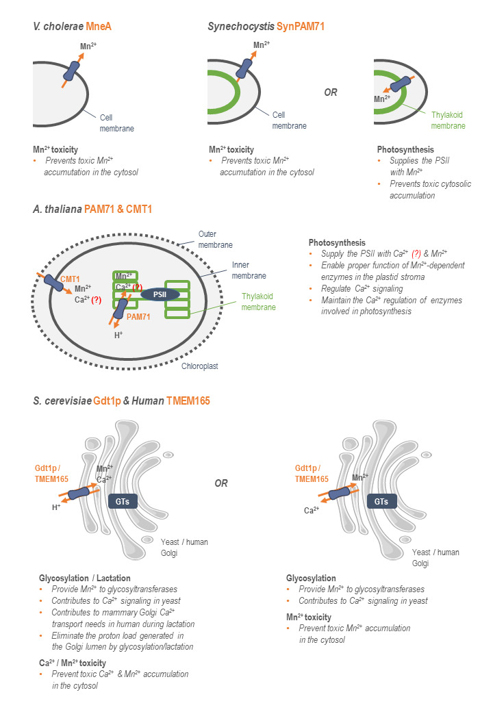 From the Uncharacterized Protein Family 0016 to the GDT1 family: Molecular insights into a newly-characterized family of cation secondary transporters.