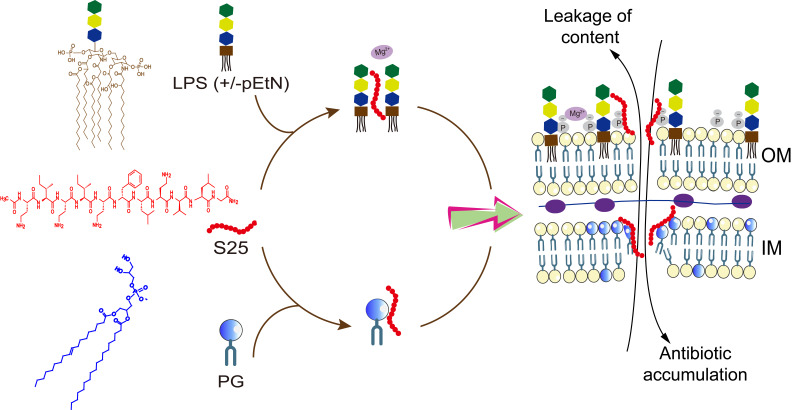 A broad-spectrum antibiotic adjuvant SLAP-S25: one stone many birds.