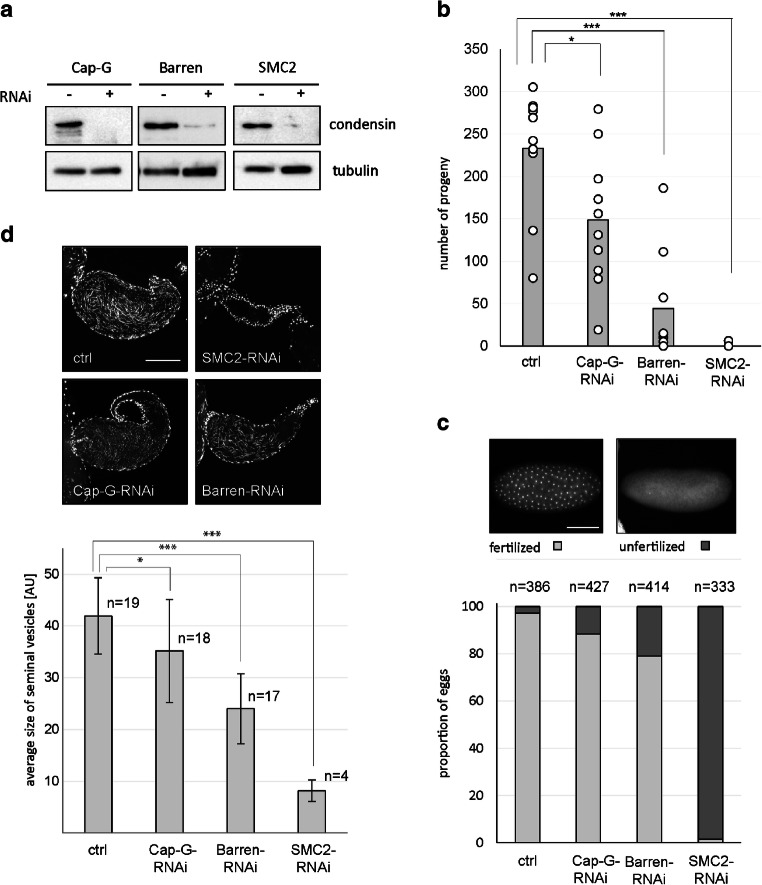 Condensin I is required for faithful meiosis in Drosophila males.