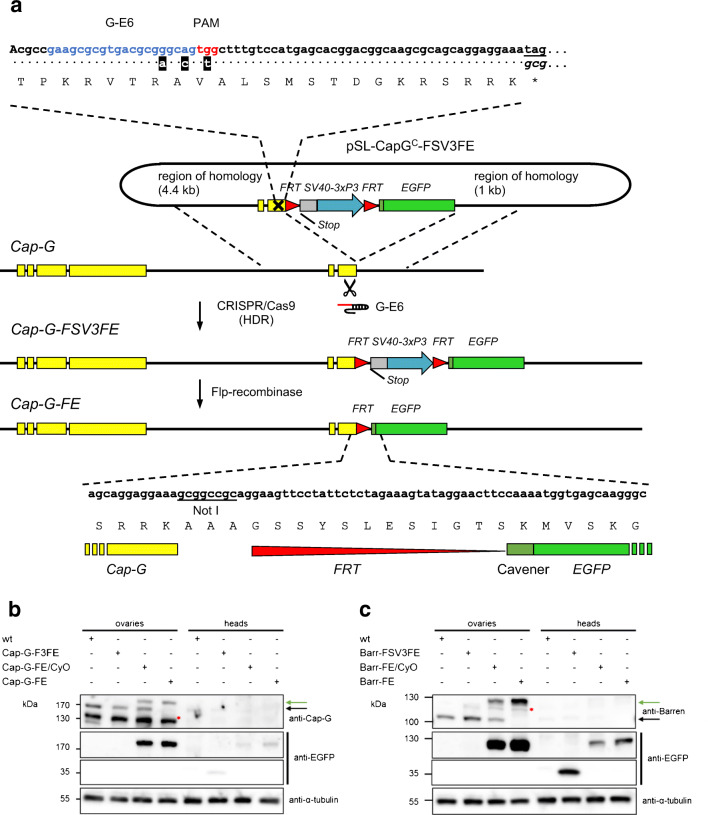 Condensin I is required for faithful meiosis in Drosophila males.