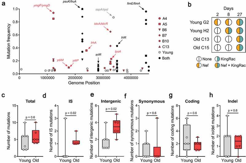 Mutation accumulation and horizontal gene transfer in <i>Escherichia coli</i> colonizing the gut of old mice.