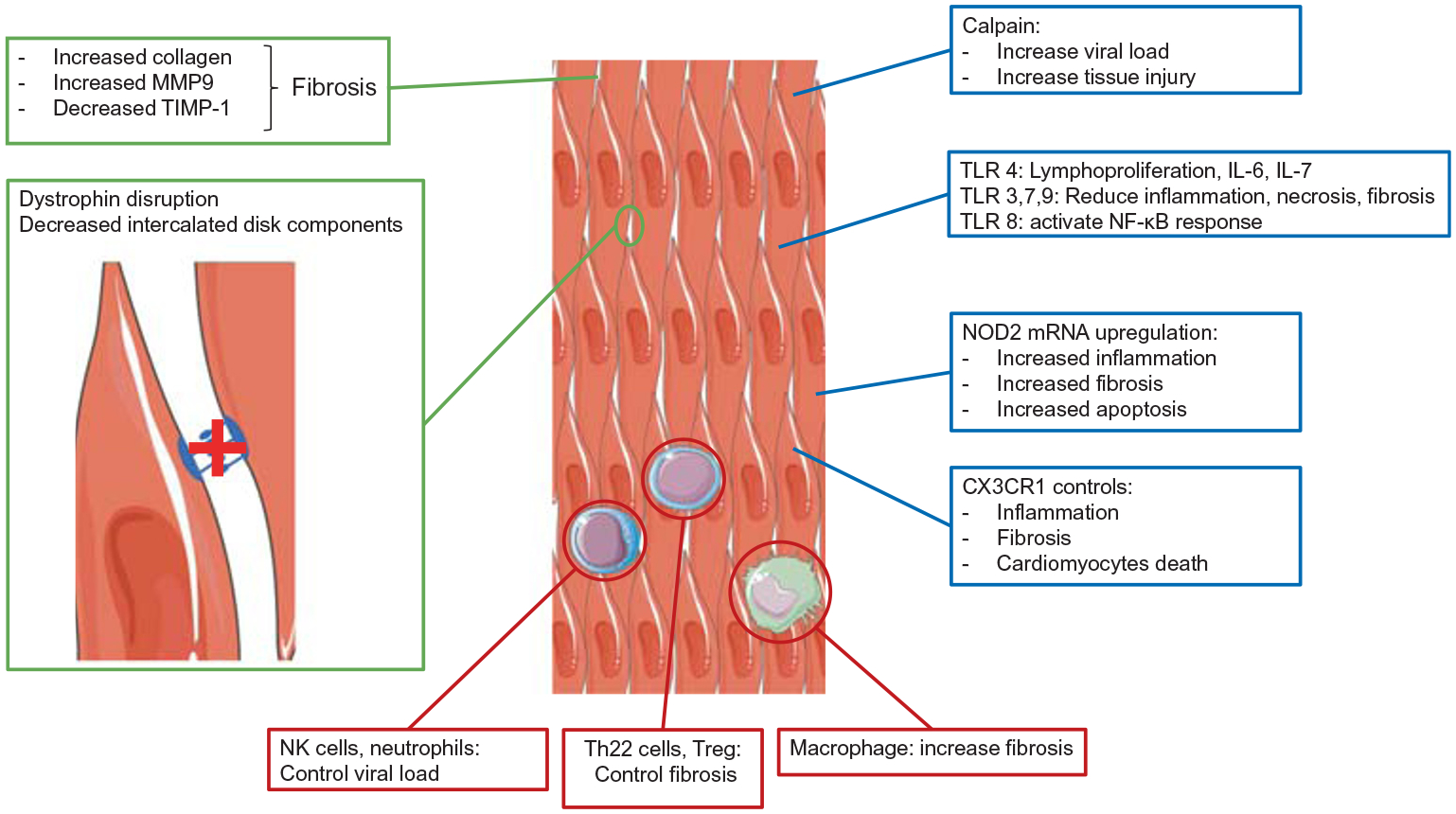 Picornavirus Cellular Remodeling: Doubling Down in Response to Viral-Induced Inflammation.