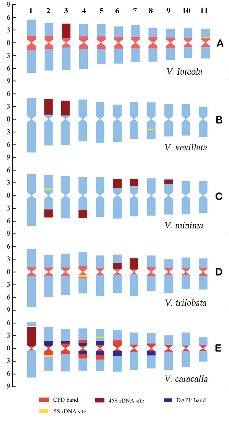 Comparative molecular cytogenetic characterization of five wild <i>Vigna</i> species (Fabaceae).