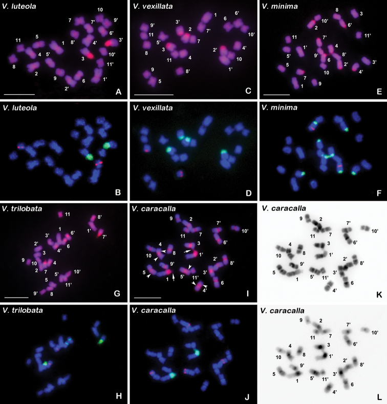 Comparative molecular cytogenetic characterization of five wild <i>Vigna</i> species (Fabaceae).