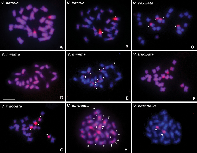 Comparative molecular cytogenetic characterization of five wild <i>Vigna</i> species (Fabaceae).