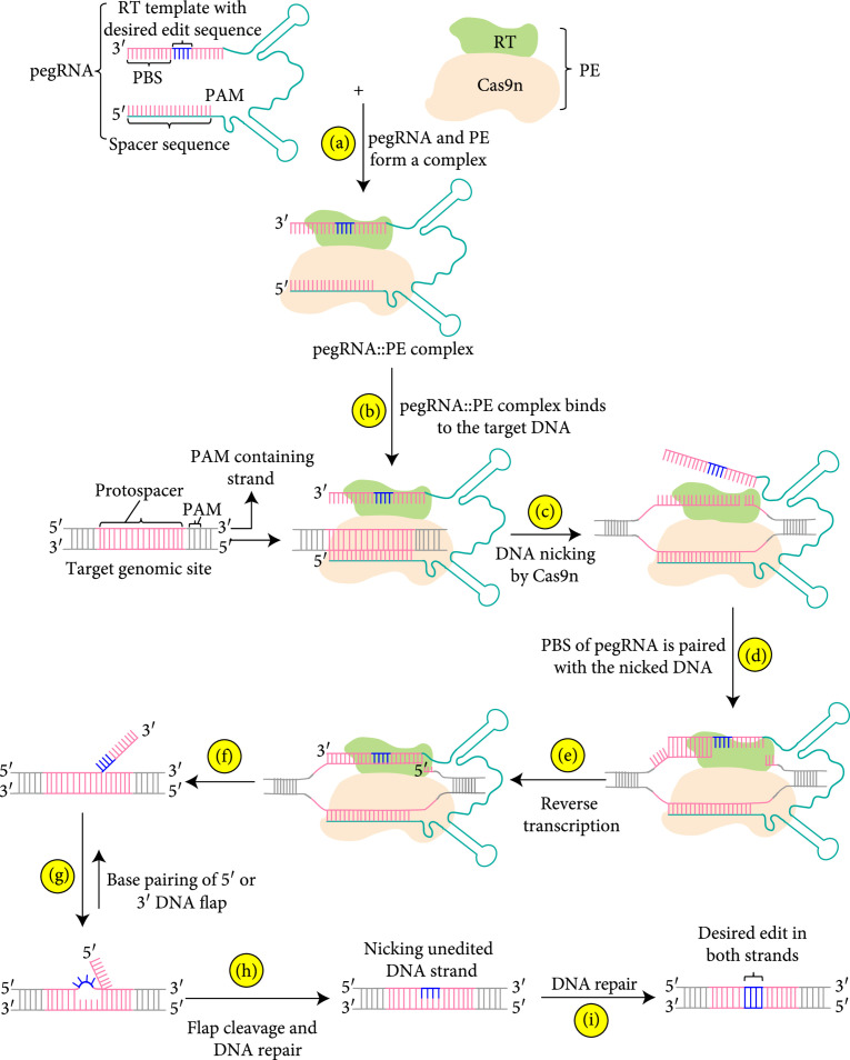 Prime Editing Technology and Its Prospects for Future Applications in Plant Biology Research.