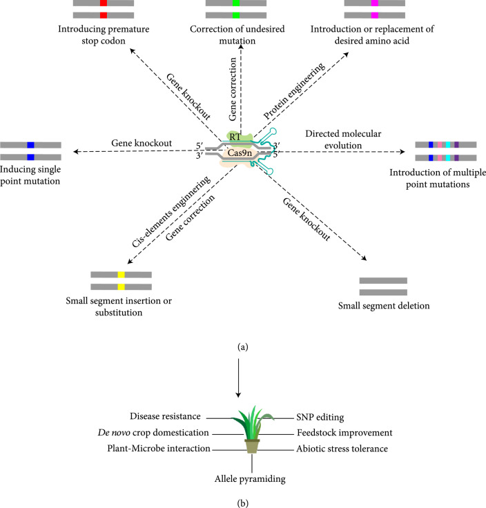 Prime Editing Technology and Its Prospects for Future Applications in Plant Biology Research.