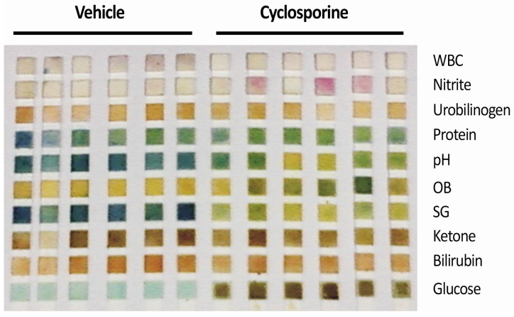 Urinary Concentration Defect and Renal Glycosuria in Cyclosporine-treated Rats.