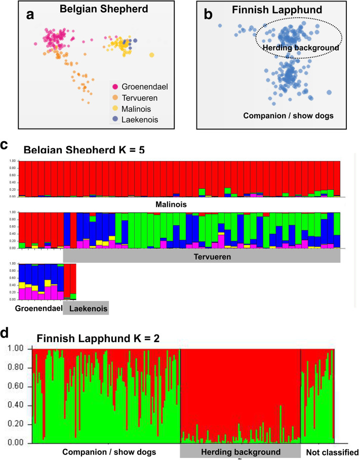 Variation in breeding practices and geographic isolation drive subpopulation differentiation, contributing to the loss of genetic diversity within dog breed lineages.