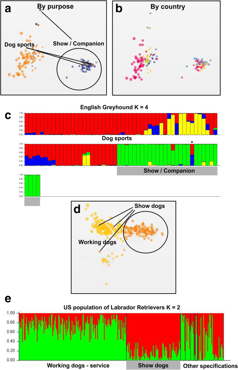 Variation in breeding practices and geographic isolation drive subpopulation differentiation, contributing to the loss of genetic diversity within dog breed lineages.