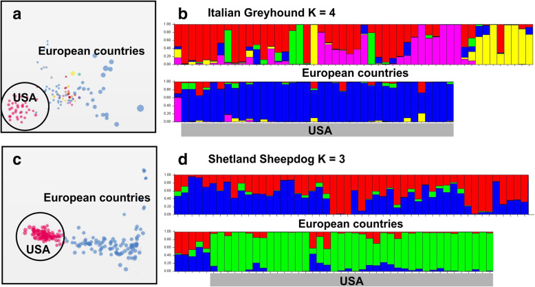 Variation in breeding practices and geographic isolation drive subpopulation differentiation, contributing to the loss of genetic diversity within dog breed lineages.