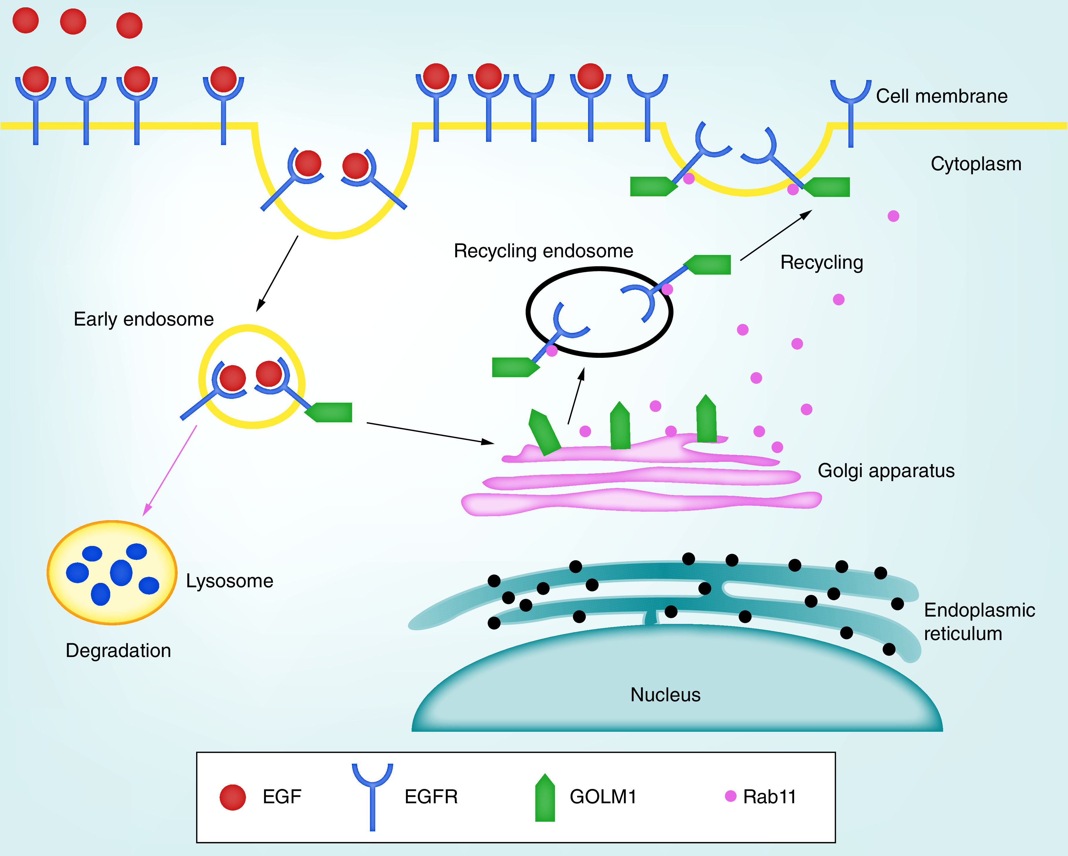 Recent advances of GOLM1 in hepatocellular carcinoma.