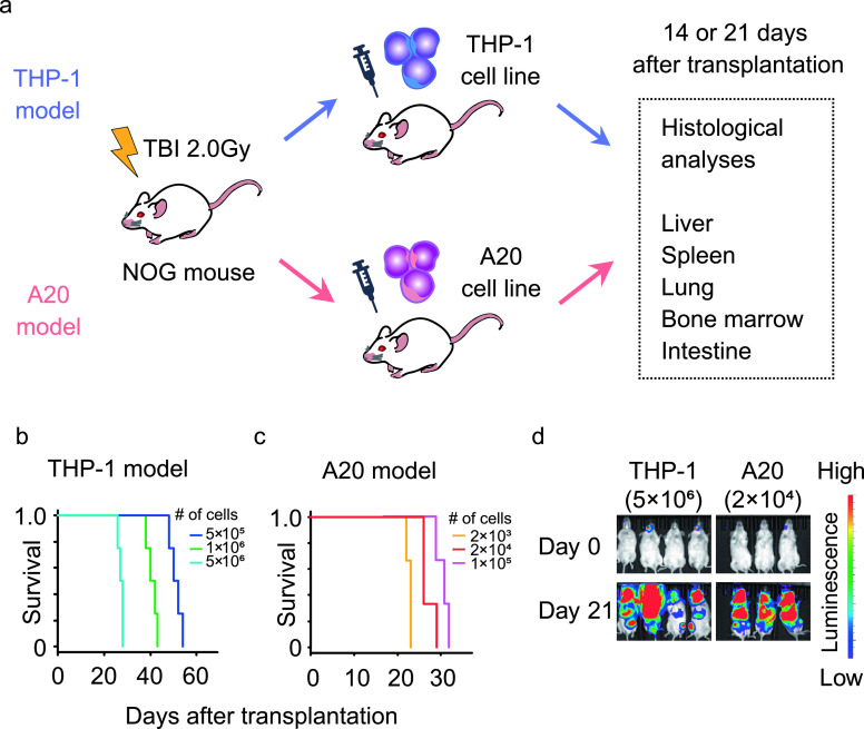 Differential Localization and Invasion of Tumor Cells in Mouse Models of Human and Murine Leukemias.