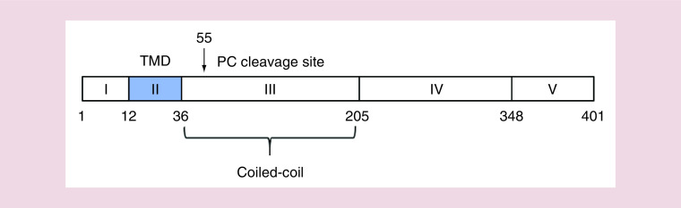 Recent advances of GOLM1 in hepatocellular carcinoma.