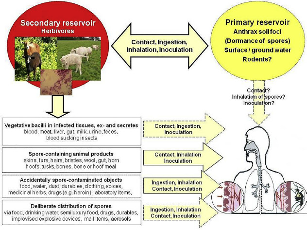 Review: The risk of contracting anthrax from spore-contaminated soil - A military medical perspective.