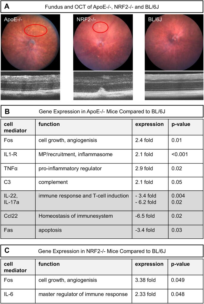 Modulation of inflammatory processes by thermal stimulating and RPE regenerative laser therapies in age related macular degeneration mouse models