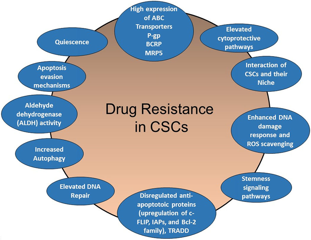 Resistance to drugs and cell death in cancer stem cells (CSCs).