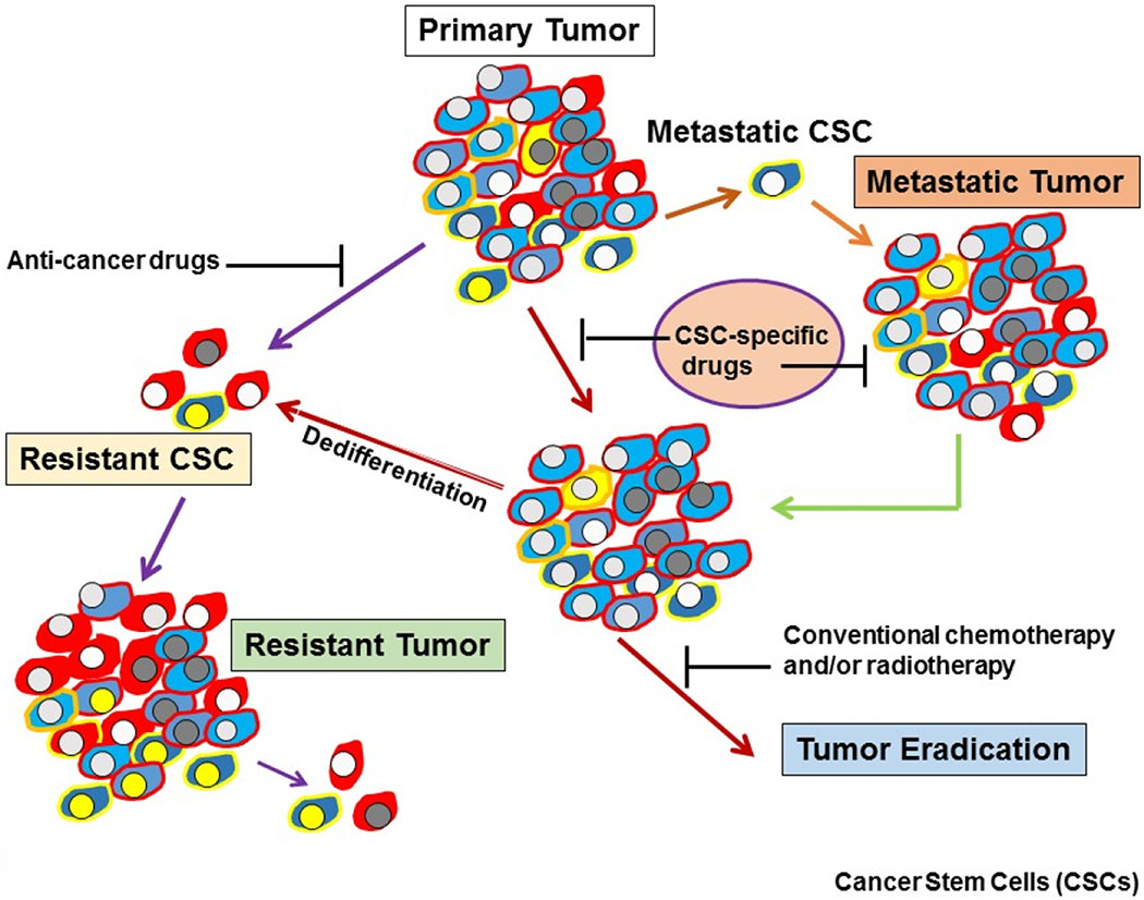 Resistance to drugs and cell death in cancer stem cells (CSCs).