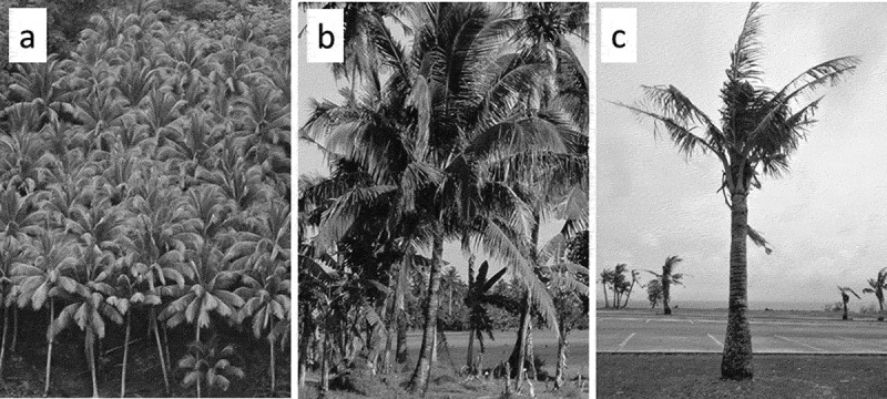 Burrowing activity of coconut rhinoceros beetle on Guam cycads.